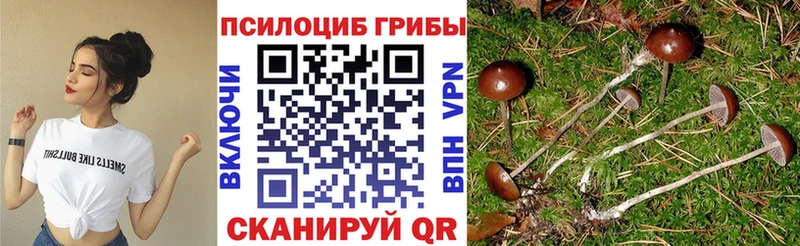 дарнет шоп  Долинск  Галлюциногенные грибы Psilocybine cubensis 